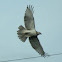 Red-tailed Hawk (Krider's, immature)