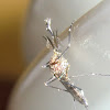 Aedes notoscriptus (m)