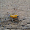 Assassin bug nymph