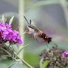 hummingbird clearwing