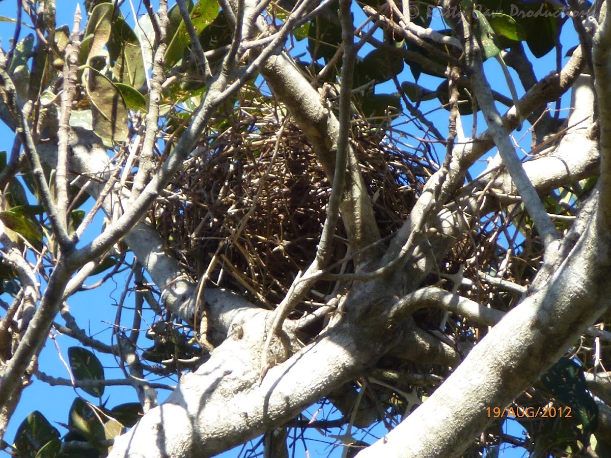 Australian Magpie's nest