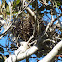 Australian Magpie's nest