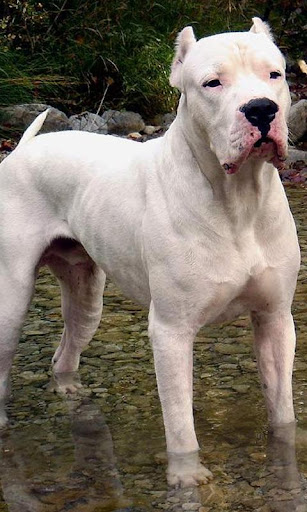 Argentine dogo Wallpapers