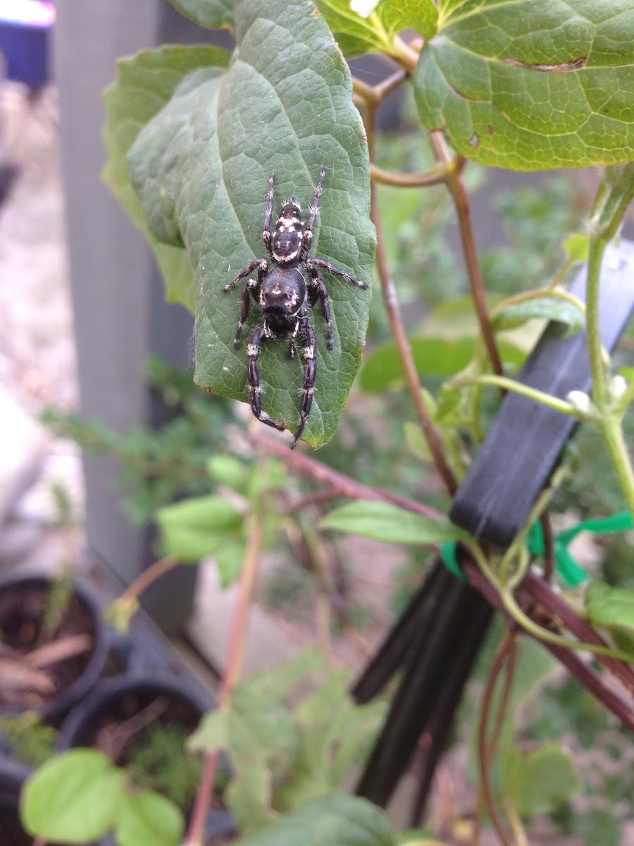 Ludicra Jumping Spider