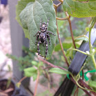 Ludicra Jumping Spider