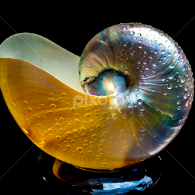 pearl nautilus by Adjie Tjokrosoedarmo - Artistic Objects Still Life