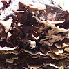 Mushroom & Bracket Fungi