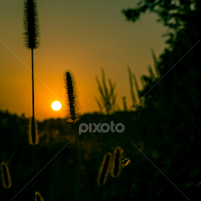 by Barak Johnson - Nature Up Close Leaves & Grasses