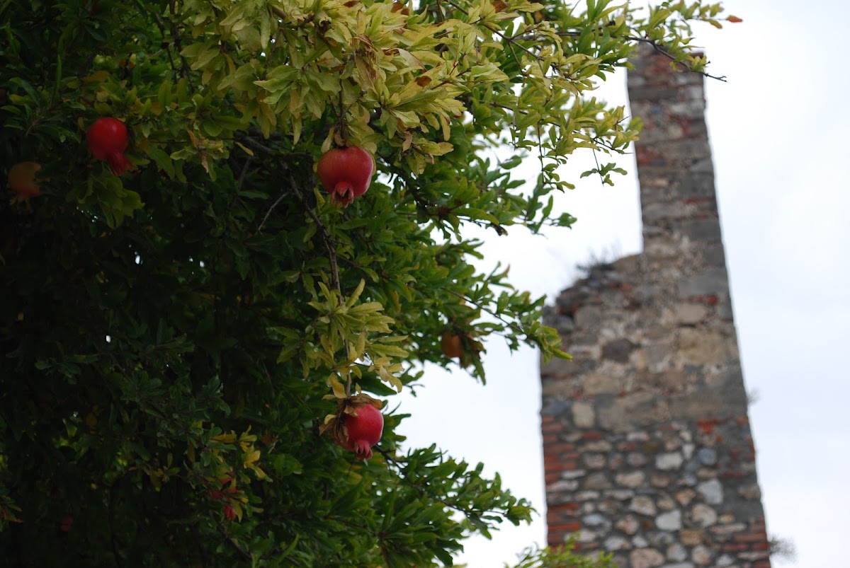 Pomegranate