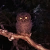 Western screech owl (juvenile)