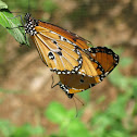 Plain Tiger / African Monarch