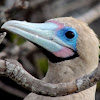 Red-footed booby - brown morph (adult)