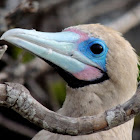 Red-footed booby - brown morph (adult)