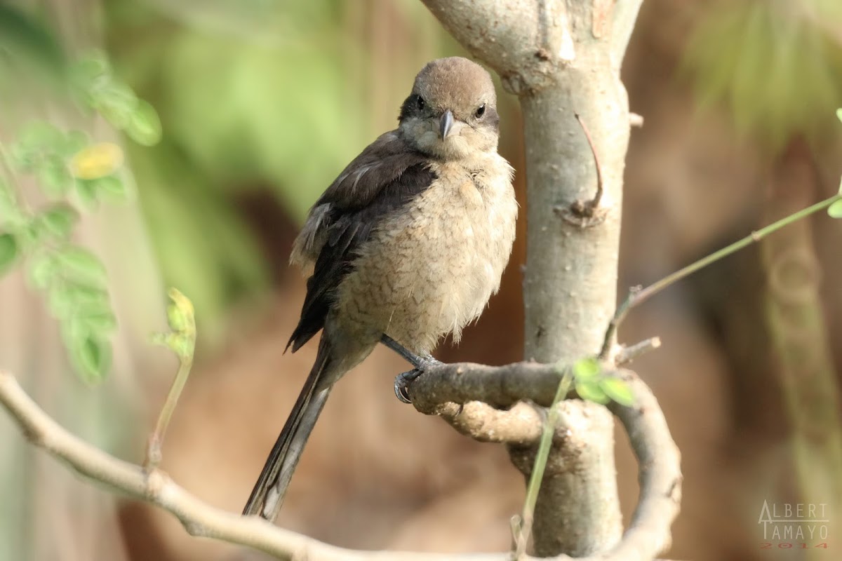 Brown Shrike