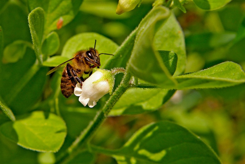 abelha-europeia .. Apis mellifera
