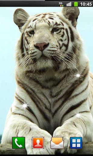 Tiger Best HD live wallpaper