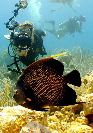 Cayman-Islands-French-Angel-Fish - A French angelfish in the Cayman Islands.