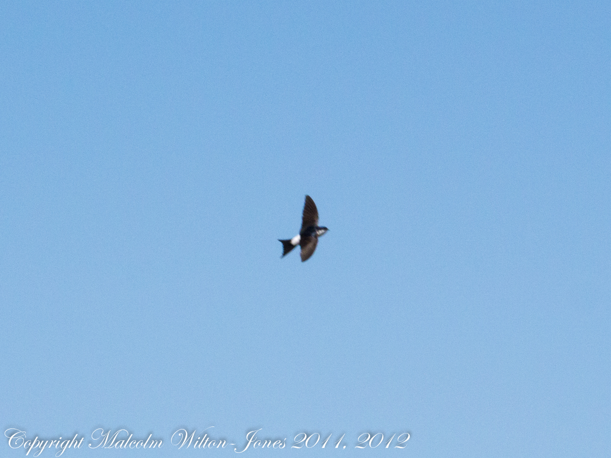 House Martin; Avión Común