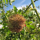 Mossy Rose Gall (wasp)