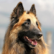 Belgian Sheepdog Wallpapers APK