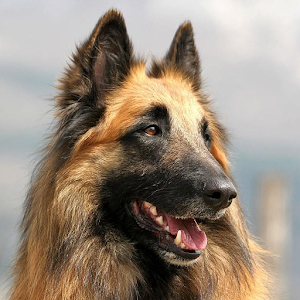 Belgian Sheepdog Wallpapers 1.0