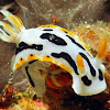 Michael's Chromodoris