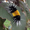 Spotted Tussock Moth Caterpillar