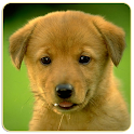 Dogs Memory Game Free