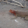 Galapagos Lava lizard