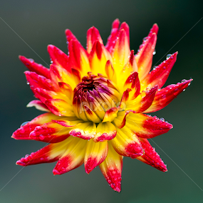 by Larry Rogers - Flowers Single Flower