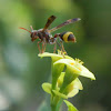 Common wasp