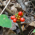 Jack-in-the-pulpit (Berries)