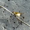 Common Tailorbird