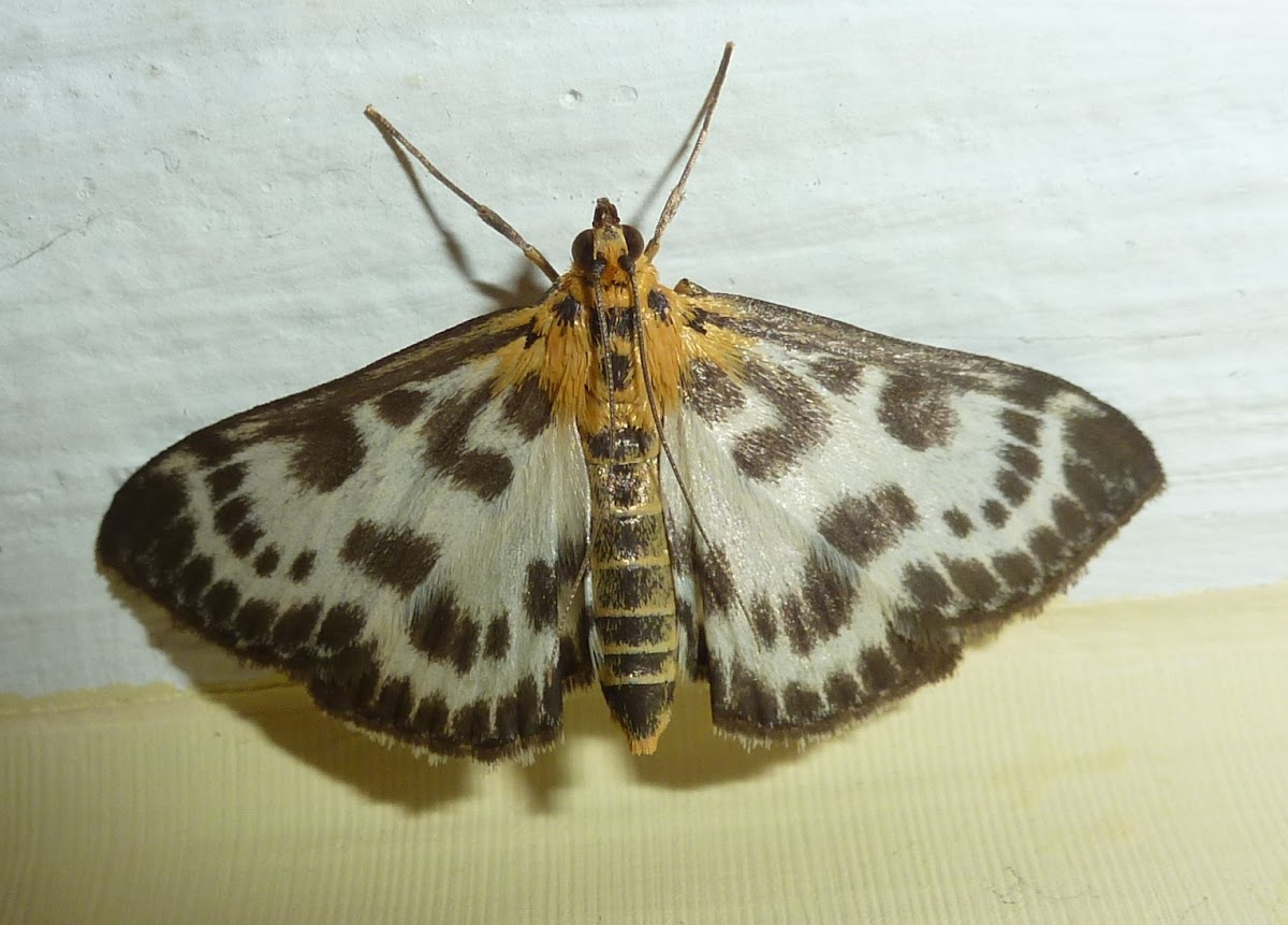 Small Magpie Moth