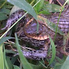 Keelback, Freshwater Snake