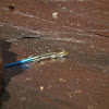 Rainbow Skink