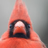 Northern Cardinal