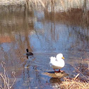 American Coot