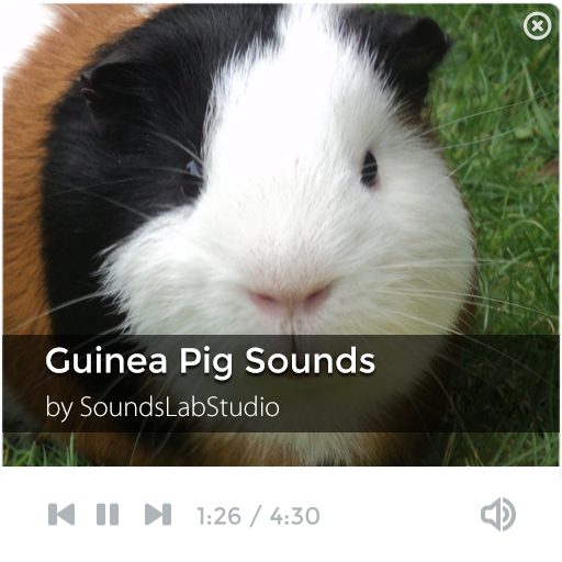 Guinea Pig Sounds