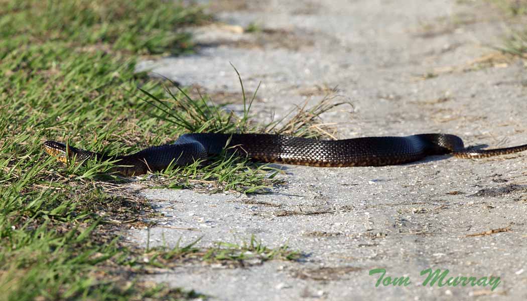 Florida Green Water Snake Project Noah