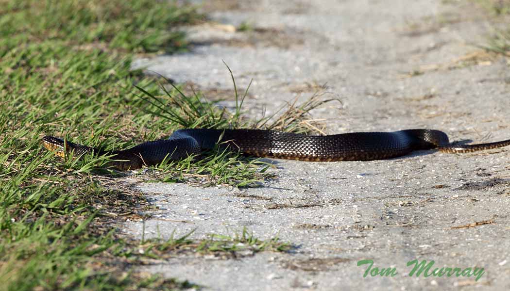 Florida Green Water Snake