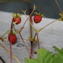 Strawberry (wild/cultivated)