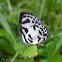 Banded Blue Pierrot