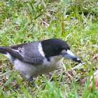 Butcher Bird