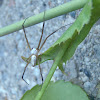 Banded Garden Spider (male)