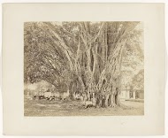 Enkele mannen bij een grote boom