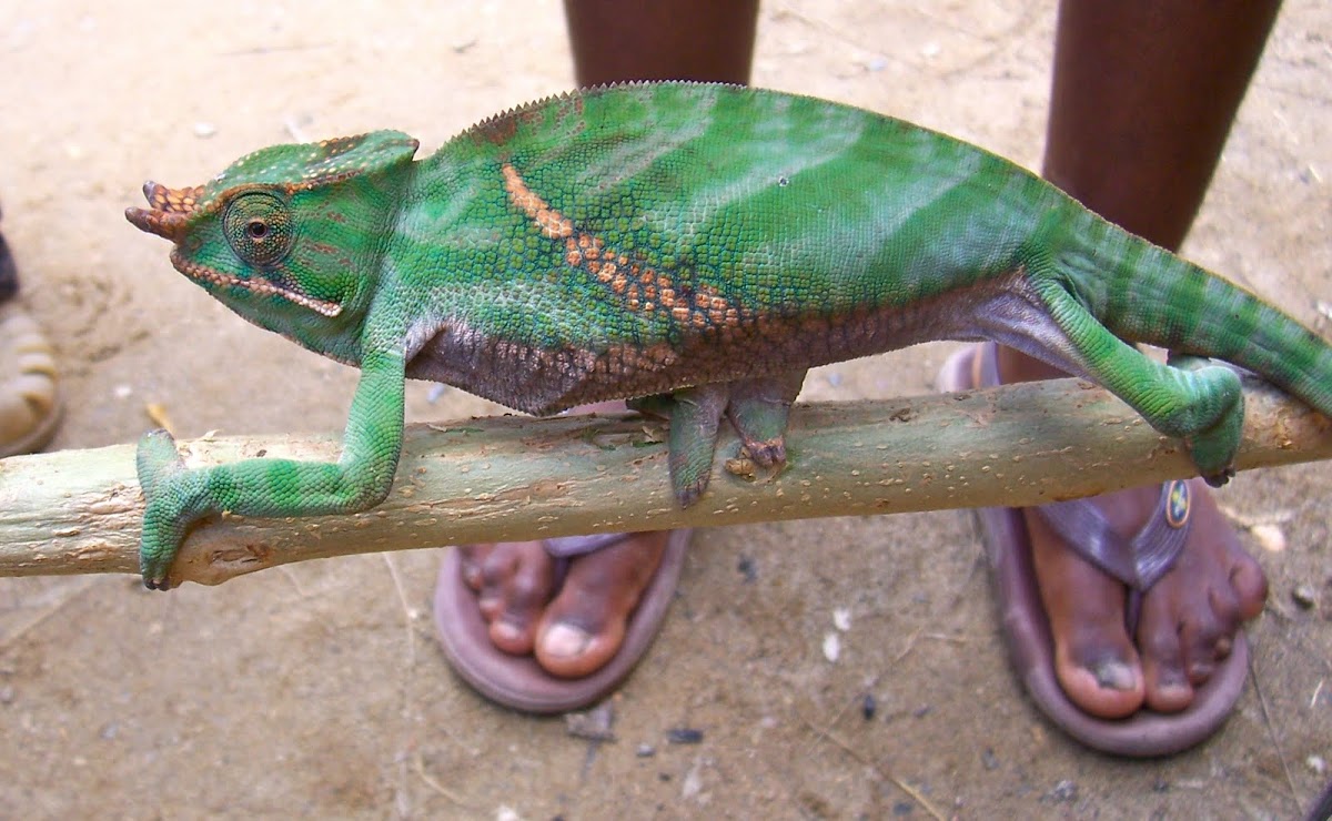 Rainforest Chameleon