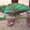 Rainforest Chameleon
