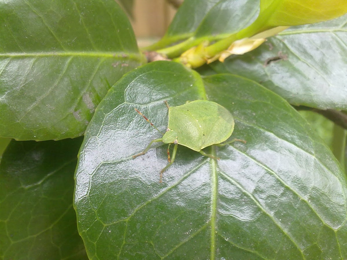 Green Stink bug