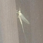 Mayfly